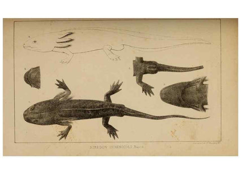 Reproducción/Reproduction 48636570977: Exploration and survey of the valley of the Great Salt Lake of Utah, including a reconnoissance of a new route through the Rocky Mountains.. Philadelphia :Lippincott, Grambo & Co.,1852.. 