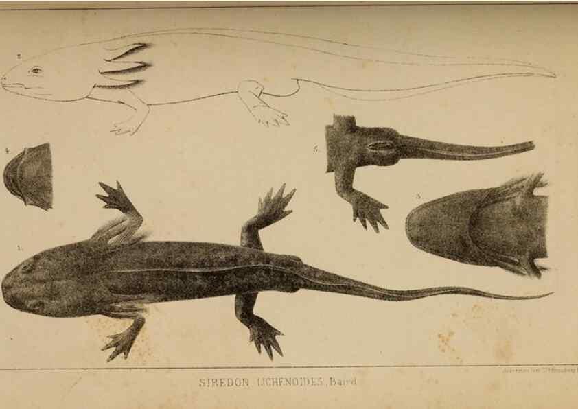 Reproducción/Reproduction 48636570977: Exploration and survey of the valley of the Great Salt Lake of Utah, including a reconnoissance of a new route through the Rocky Mountains.. Philadelphia :Lippincott, Grambo & Co.,1852.. 