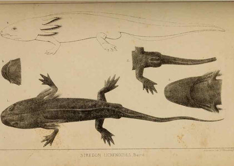 Reproducción/Reproduction 48636570977: Exploration and survey of the valley of the Great Salt Lake of Utah, including a reconnoissance of a new route through the Rocky Mountains.. Philadelphia :Lippincott, Grambo & Co.,1852.. 