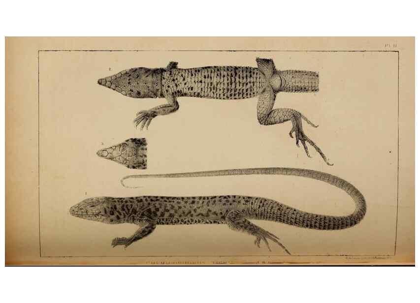 Reproducción/Reproduction 48636571332: Exploration and survey of the valley of the Great Salt Lake of Utah, including a reconnoissance of a new route through the Rocky Mountains.. Philadelphia :Lippincott, Grambo & Co.,1852.. 