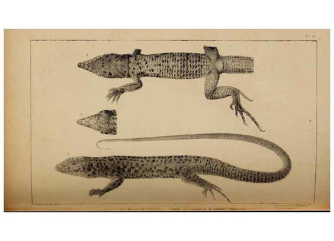 Reproducción/Reproduction 48636571332: Exploration and survey of the valley of the Great Salt Lake of Utah, including a reconnoissance of a new route through the Rocky Mountains.. Philadelphia :Lippincott, Grambo & Co.,1852.. 