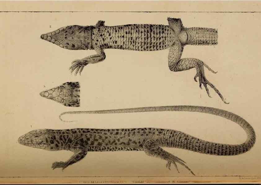 Reproducción/Reproduction 48636571332: Exploration and survey of the valley of the Great Salt Lake of Utah, including a reconnoissance of a new route through the Rocky Mountains.. Philadelphia :Lippincott, Grambo & Co.,1852.. 