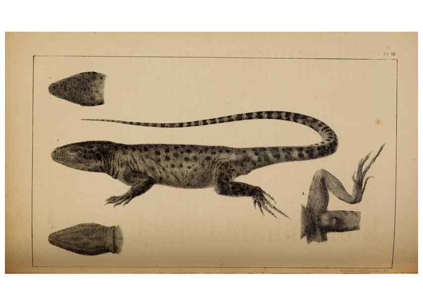 Reproducción/Reproduction 48636427176: Exploration and survey of the valley of the Great Salt Lake of Utah, including a reconnoissance of a new route through the Rocky Mountains.. Philadelphia :Lippincott, Grambo & Co.,1852.. 