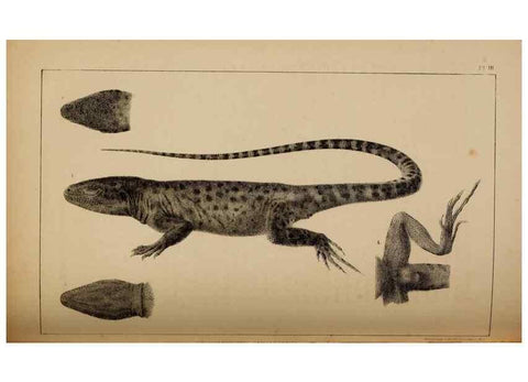 Reproducción/Reproduction 48636427176: Exploration and survey of the valley of the Great Salt Lake of Utah, including a reconnoissance of a new route through the Rocky Mountains.. Philadelphia :Lippincott, Grambo & Co.,1852.. 