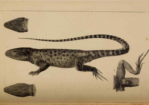 Reproducción/Reproduction 48636427176: Exploration and survey of the valley of the Great Salt Lake of Utah, including a reconnoissance of a new route through the Rocky Mountains.. Philadelphia :Lippincott, Grambo & Co.,1852.. 
