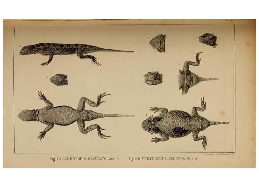 Reproducción/Reproduction 48636071618: Exploration and survey of the valley of the Great Salt Lake of Utah, including a reconnoissance of a new route through the Rocky Mountains.. Philadelphia :Lippincott, Grambo & Co.,1852.. 