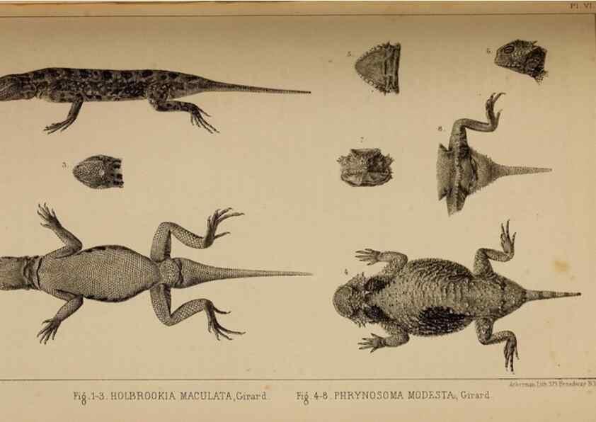 Reproducción/Reproduction 48636071618: Exploration and survey of the valley of the Great Salt Lake of Utah, including a reconnoissance of a new route through the Rocky Mountains.. Philadelphia :Lippincott, Grambo & Co.,1852.. 