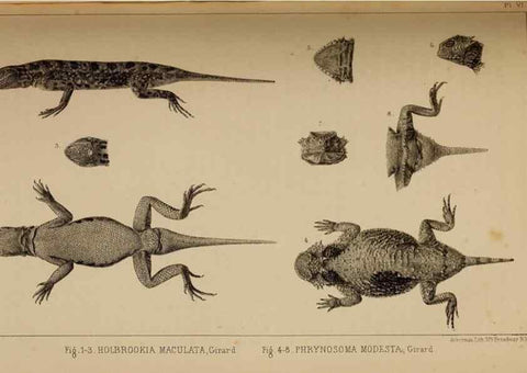 Reproducción/Reproduction 48636071618: Exploration and survey of the valley of the Great Salt Lake of Utah, including a reconnoissance of a new route through the Rocky Mountains.. Philadelphia :Lippincott, Grambo & Co.,1852.. 