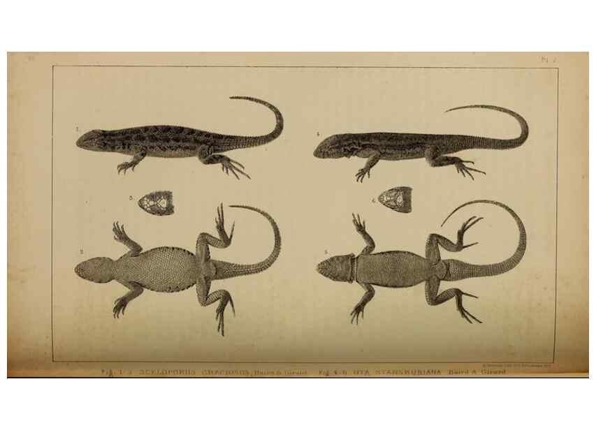Reproducción/Reproduction 48636572227: Exploration and survey of the valley of the Great Salt Lake of Utah, including a reconnoissance of a new route through the Rocky Mountains.. Philadelphia :Lippincott, Grambo & Co.,1852.. 