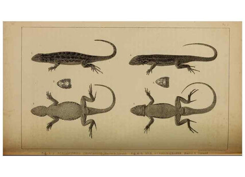 Reproducción/Reproduction 48636572227: Exploration and survey of the valley of the Great Salt Lake of Utah, including a reconnoissance of a new route through the Rocky Mountains.. Philadelphia :Lippincott, Grambo & Co.,1852.. 