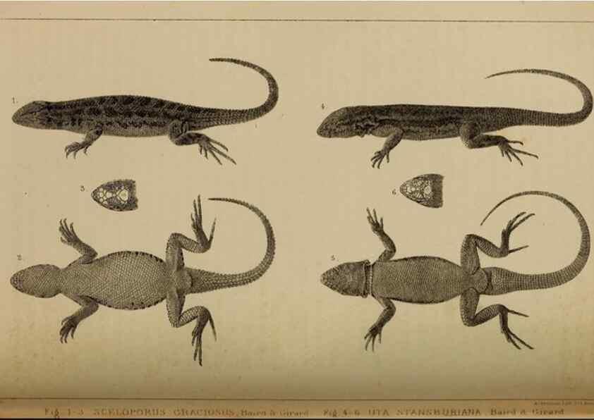 Reproducción/Reproduction 48636572227: Exploration and survey of the valley of the Great Salt Lake of Utah, including a reconnoissance of a new route through the Rocky Mountains.. Philadelphia :Lippincott, Grambo & Co.,1852.. 