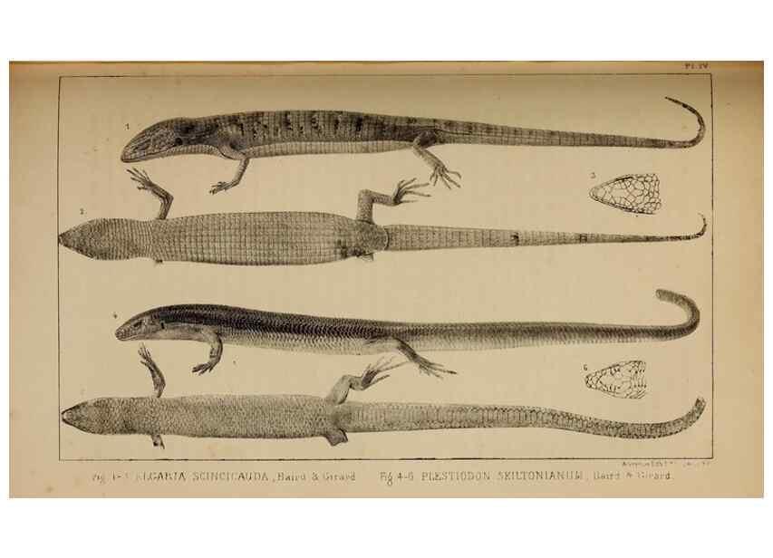 Reproducción/Reproduction 48636427996: Exploration and survey of the valley of the Great Salt Lake of Utah, including a reconnoissance of a new route through the Rocky Mountains.. Philadelphia :Lippincott, Grambo & Co.,1852.. 