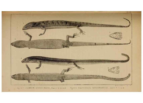 Reproducción/Reproduction 48636427996: Exploration and survey of the valley of the Great Salt Lake of Utah, including a reconnoissance of a new route through the Rocky Mountains.. Philadelphia :Lippincott, Grambo & Co.,1852.. 