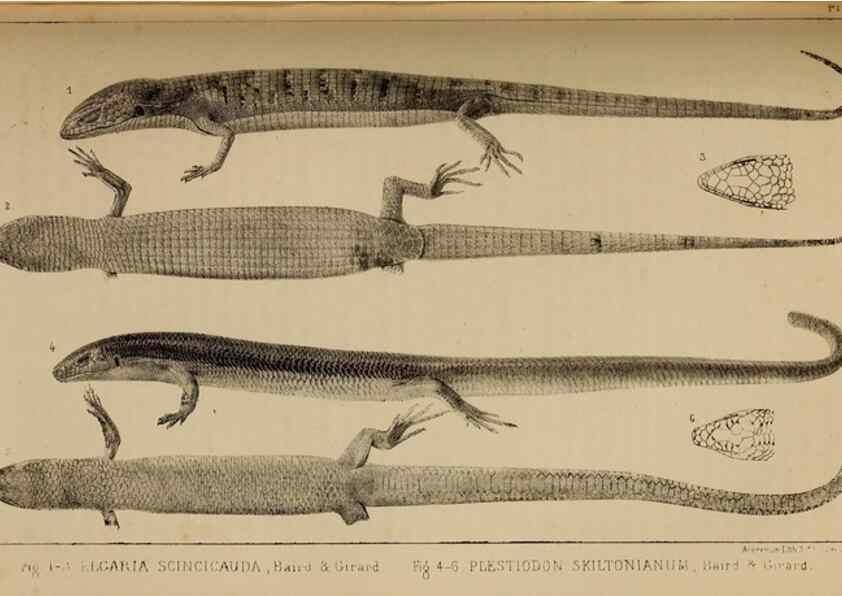 Reproducción/Reproduction 48636427996: Exploration and survey of the valley of the Great Salt Lake of Utah, including a reconnoissance of a new route through the Rocky Mountains.. Philadelphia :Lippincott, Grambo & Co.,1852.. 