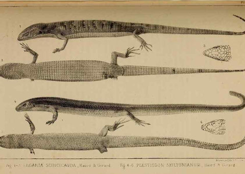 Reproducción/Reproduction 48636427996: Exploration and survey of the valley of the Great Salt Lake of Utah, including a reconnoissance of a new route through the Rocky Mountains.. Philadelphia :Lippincott, Grambo & Co.,1852.. 