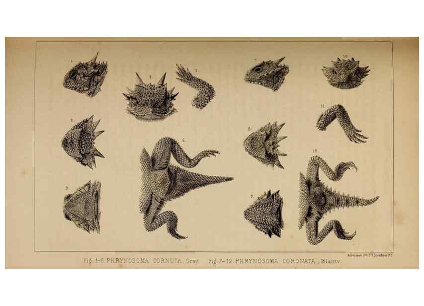 Reproducción/Reproduction 48636428206: Exploration and survey of the valley of the Great Salt Lake of Utah, including a reconnoissance of a new route through the Rocky Mountains.. Philadelphia :Lippincott, Grambo & Co.,1852.. 