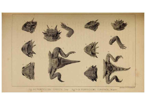 Reproducción/Reproduction 48636428206: Exploration and survey of the valley of the Great Salt Lake of Utah, including a reconnoissance of a new route through the Rocky Mountains.. Philadelphia :Lippincott, Grambo & Co.,1852.. 
