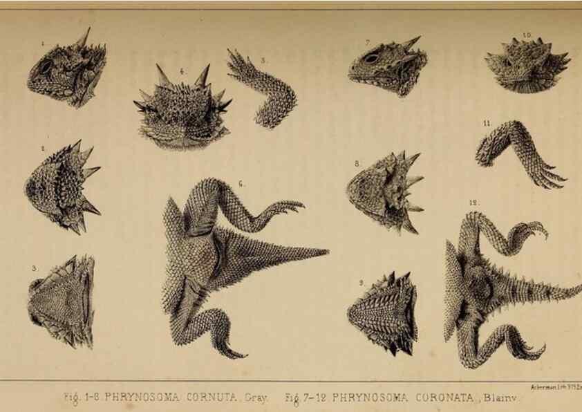 Reproducción/Reproduction 48636428206: Exploration and survey of the valley of the Great Salt Lake of Utah, including a reconnoissance of a new route through the Rocky Mountains.. Philadelphia :Lippincott, Grambo & Co.,1852.. 