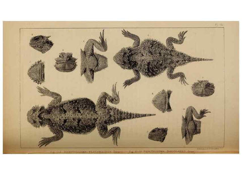 Reproducción/Reproduction 48636428631: Exploration and survey of the valley of the Great Salt Lake of Utah, including a reconnoissance of a new route through the Rocky Mountains.. Philadelphia :Lippincott, Grambo & Co.,1852.. 