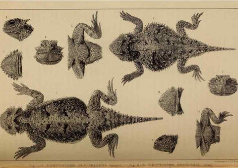 Reproducción/Reproduction 48636428631: Exploration and survey of the valley of the Great Salt Lake of Utah, including a reconnoissance of a new route through the Rocky Mountains.. Philadelphia :Lippincott, Grambo & Co.,1852.. 