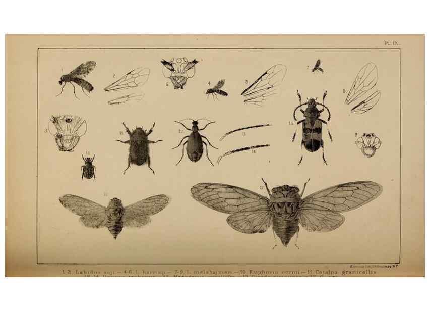 Reproducción/Reproduction 48636573422: Exploration and survey of the valley of the Great Salt Lake of Utah, including a reconnoissance of a new route through the Rocky Mountains.. Philadelphia :Lippincott, Grambo & Co.,1852.. 
