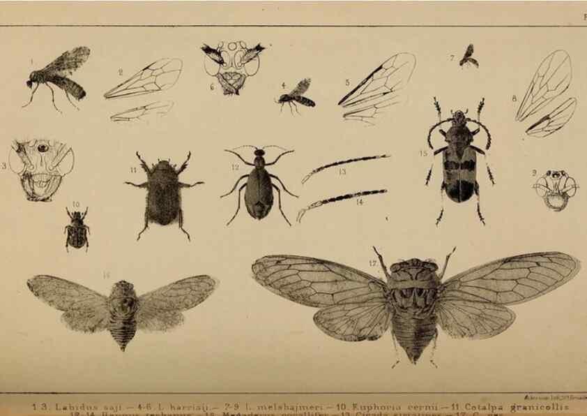 Reproducción/Reproduction 48636573422: Exploration and survey of the valley of the Great Salt Lake of Utah, including a reconnoissance of a new route through the Rocky Mountains.. Philadelphia :Lippincott, Grambo & Co.,1852.. 