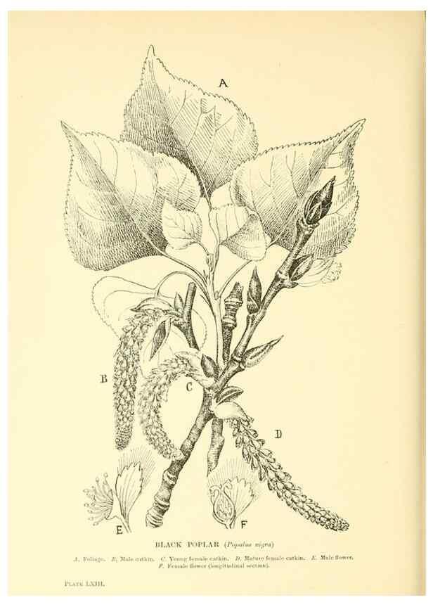 Reproducción/Reproduction 48635593948: Trees and shrubs of the British Isles;. LondonDent1909. 
