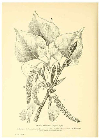 Reproducción/Reproduction 48635593948: Trees and shrubs of the British Isles;. LondonDent1909. 