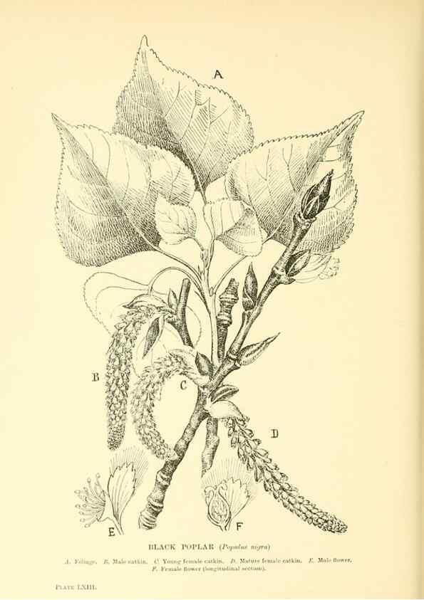 Reproducción/Reproduction 48635593948: Trees and shrubs of the British Isles;. LondonDent1909. 