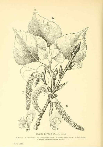 Reproducción/Reproduction 48635593948: Trees and shrubs of the British Isles;. LondonDent1909. 