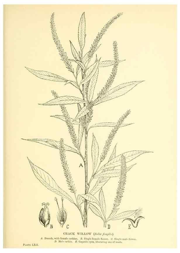 Reproducción/Reproduction 48636093717: Trees and shrubs of the British Isles;. LondonDent1909. 