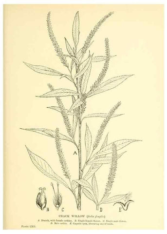 Reproducción/Reproduction 48636093717: Trees and shrubs of the British Isles;. LondonDent1909. 