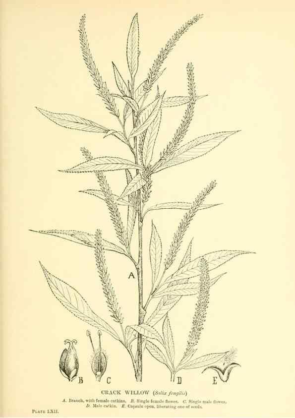 Reproducción/Reproduction 48636093717: Trees and shrubs of the British Isles;. LondonDent1909. 