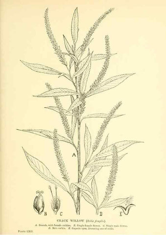 Reproducción/Reproduction 48636093717: Trees and shrubs of the British Isles;. LondonDent1909. 