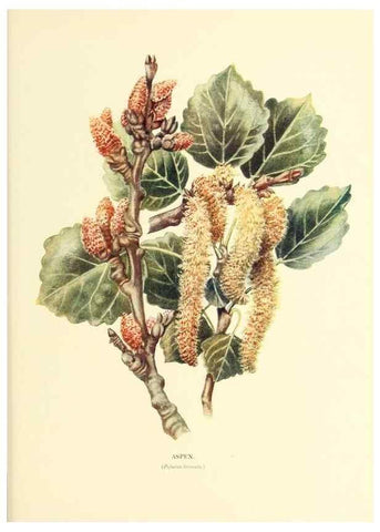 Reproducción/Reproduction 48635950626: Trees and shrubs of the British Isles;. LondonDent1909. 