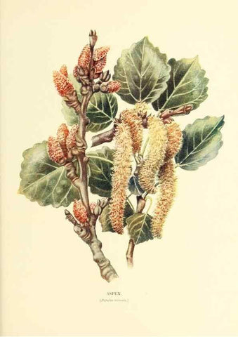 Reproducción/Reproduction 48635950626: Trees and shrubs of the British Isles;. LondonDent1909. 