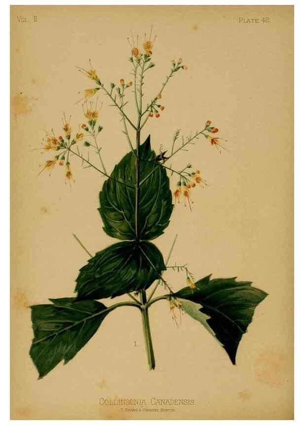 Reproducción/Reproduction 48631096476: The native flowers and ferns of the United States in their botanical, horticultural and popular aspects /. Boston :L. Prang and Co.,1879.. 
