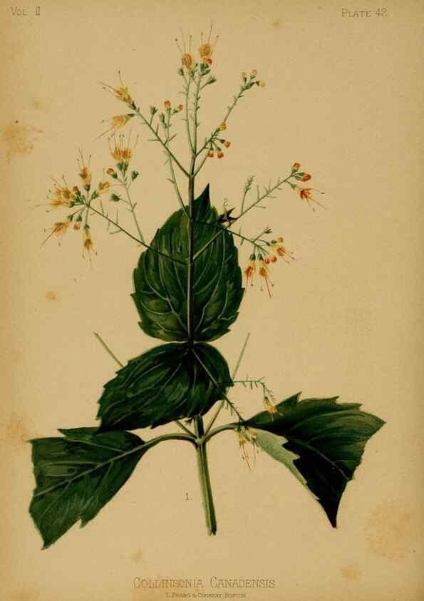 Reproducción/Reproduction 48631096476: The native flowers and ferns of the United States in their botanical, horticultural and popular aspects /. Boston :L. Prang and Co.,1879.. 