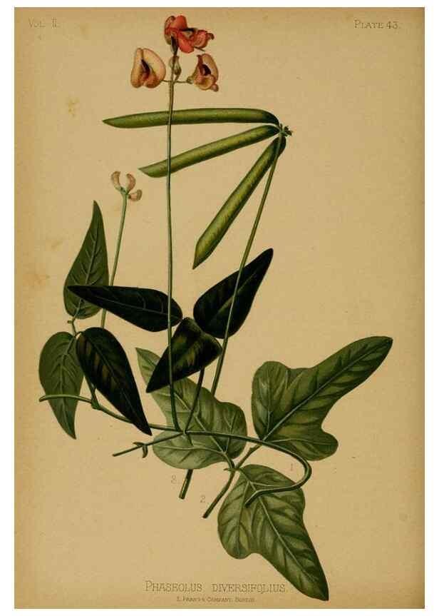 Reproducción/Reproduction 48630742143: The native flowers and ferns of the United States in their botanical, horticultural and popular aspects /. Boston :L. Prang and Co.,1879.. 