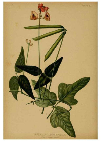 Reproducción/Reproduction 48630742143: The native flowers and ferns of the United States in their botanical, horticultural and popular aspects /. Boston :L. Prang and Co.,1879.. 