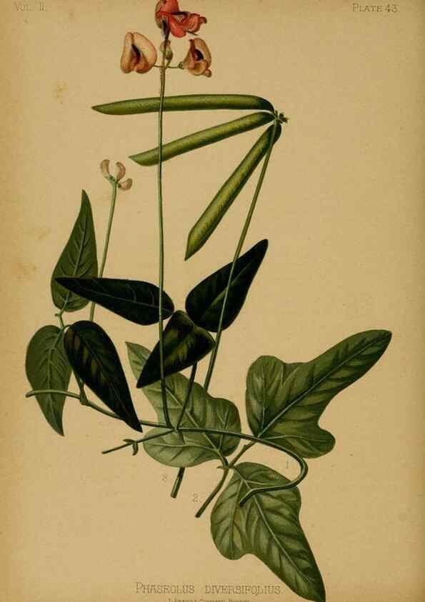 Reproducción/Reproduction 48630742143: The native flowers and ferns of the United States in their botanical, horticultural and popular aspects /. Boston :L. Prang and Co.,1879.. 