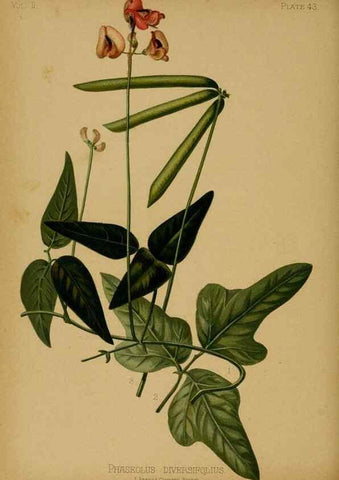 Reproducción/Reproduction 48630742143: The native flowers and ferns of the United States in their botanical, horticultural and popular aspects /. Boston :L. Prang and Co.,1879.. 