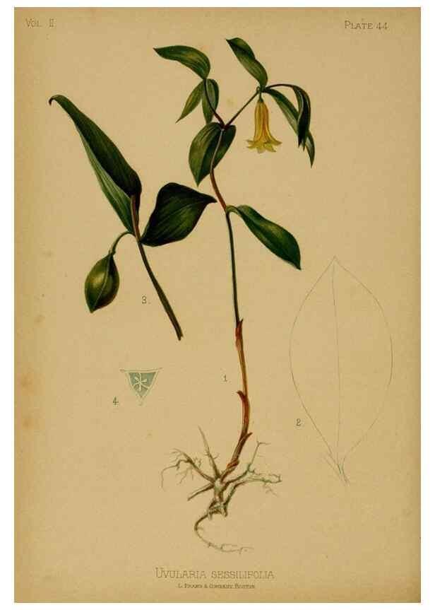 Reproducción/Reproduction 48631242392: The native flowers and ferns of the United States in their botanical, horticultural and popular aspects /. Boston :L. Prang and Co.,1879.. 