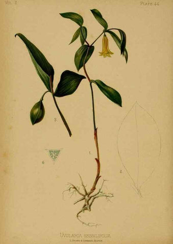Reproducción/Reproduction 48631242392: The native flowers and ferns of the United States in their botanical, horticultural and popular aspects /. Boston :L. Prang and Co.,1879.. 