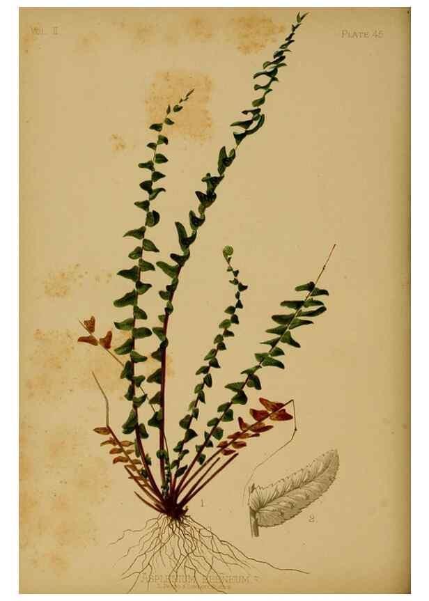 Reproducción/Reproduction 48630742763: The native flowers and ferns of the United States in their botanical, horticultural and popular aspects /. Boston :L. Prang and Co.,1879.. 