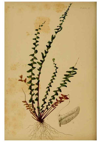 Reproducción/Reproduction 48630742763: The native flowers and ferns of the United States in their botanical, horticultural and popular aspects /. Boston :L. Prang and Co.,1879.. 