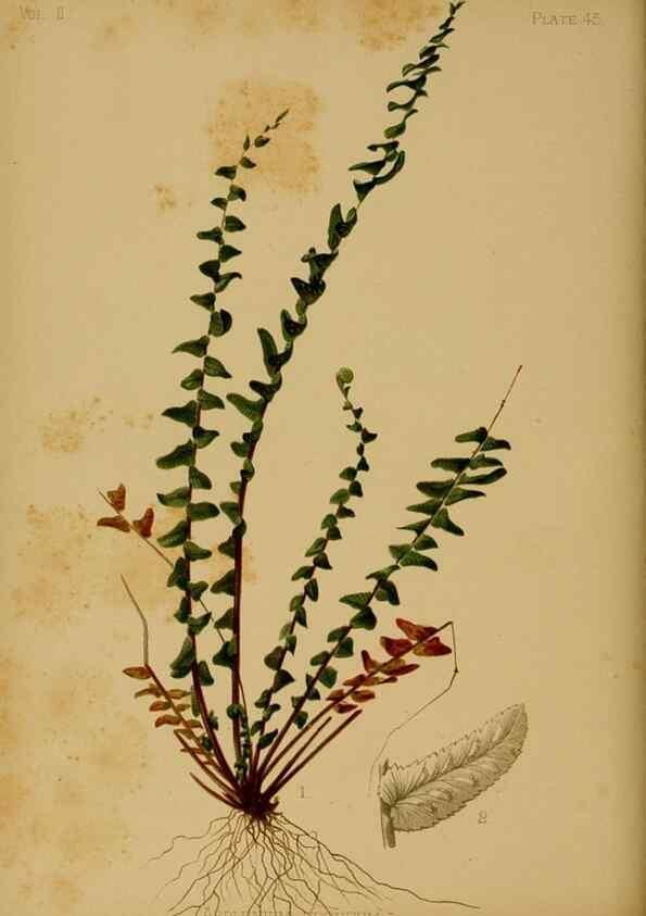 Reproducción/Reproduction 48630742763: The native flowers and ferns of the United States in their botanical, horticultural and popular aspects /. Boston :L. Prang and Co.,1879.. 