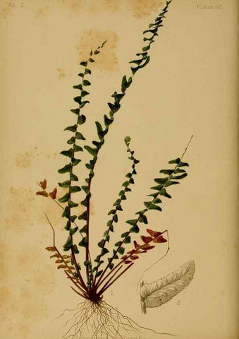Reproducción/Reproduction 48630742763: The native flowers and ferns of the United States in their botanical, horticultural and popular aspects /. Boston :L. Prang and Co.,1879.. 