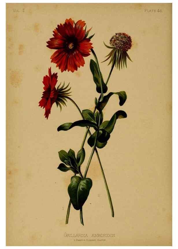 Reproducción/Reproduction 48631243122: The native flowers and ferns of the United States in their botanical, horticultural and popular aspects /. Boston :L. Prang and Co.,1879.. 