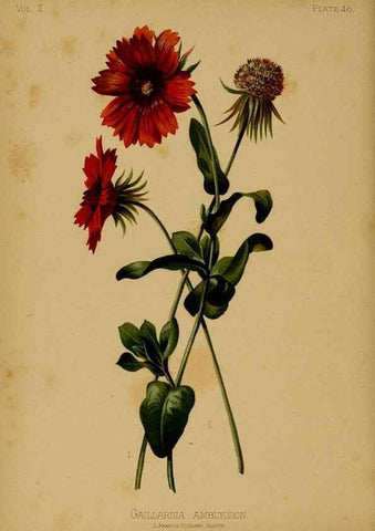 Reproducción/Reproduction 48631243122: The native flowers and ferns of the United States in their botanical, horticultural and popular aspects /. Boston :L. Prang and Co.,1879.. 